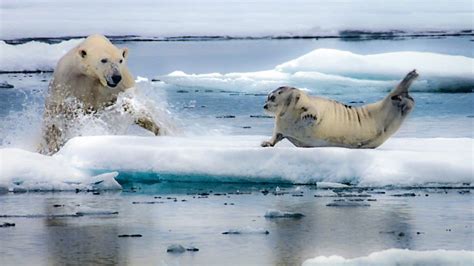 BBC One - The Hunt, In the Grip of the Seasons (Arctic), Polar Predators - Polar Bear