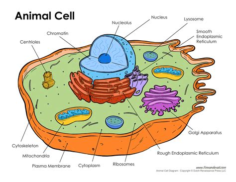 Printable Animal Cell Diagram – Labeled, Unlabeled, and Blank – Tim's Printables | Animal cell ...