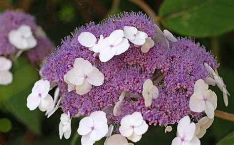 Hydrangea Aspera Macrophylla - Free photo on Pixabay - Pixabay