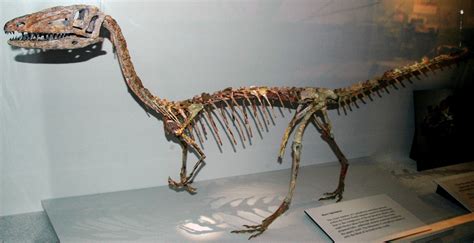 List of State Fossils - FossilEra.com