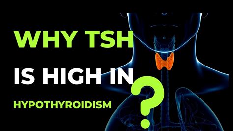 The Surprising Causes of Elevated TSH Levels in Hypothyroidism - YouTube