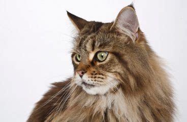 What Are Common Maine Coon Health Issues Archives - Maine Coon Expert