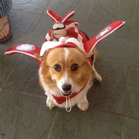 65 best Corgis in Costumes! images on Pinterest | Corgi, Corgis and ...