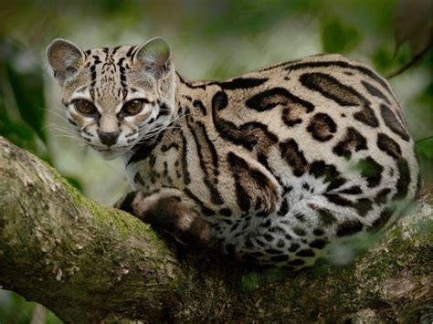 Margay Facts - CRITTERFACTS