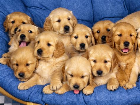 Golden retriever Dog Beautifull Wallpapers in HD | Wallpapers Fever