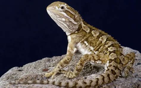 20 Types of Bearded Dragons: Species, Morphs & Color List - Everything ...