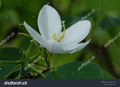 73 Mandaram flower Images, Stock Photos & Vectors | Shutterstock