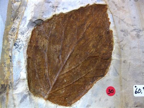 Paleocene Leaf #45 | Fossils for Sale