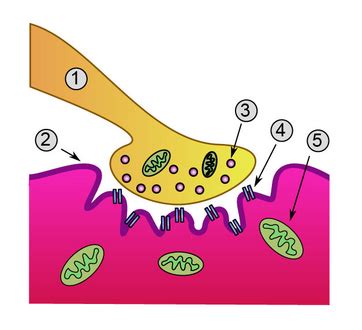 Acetylcholine Receptor Muscle Contraction