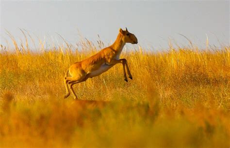 5 facts about a rare steppe antelope called the saiga - Russia Beyond