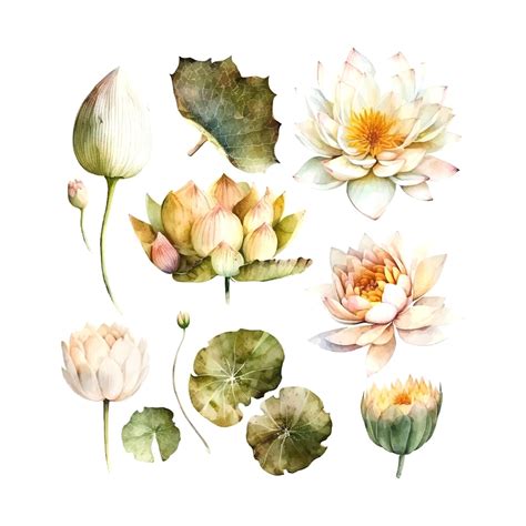 Premium Vector | Watercolor white lotus flower vector illustrationisolated on a white background