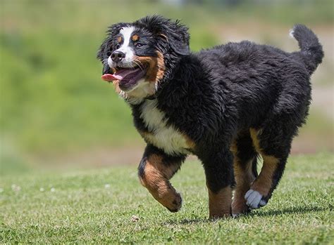 Berner Sennenhund - Charakter, Größe & Erziehung | Steckbrief