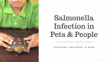 Salmonella Infection in Pets & People: Symptoms, Prevention, and ...