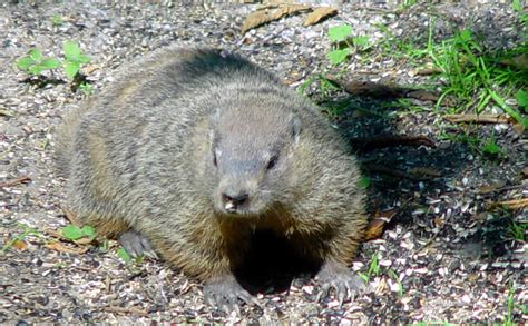 Woodchuck facts: Learn more about Woodchucks