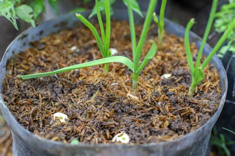 8 Tips For Growing Garlic Indoors - Backyard Boss