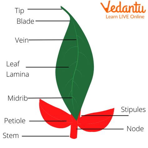 Learn About Different Parts of a Leaf