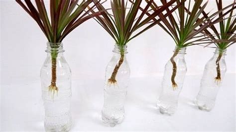 25 Houseplants You Can Grow In Vases in Water! | Indoor flowering ...