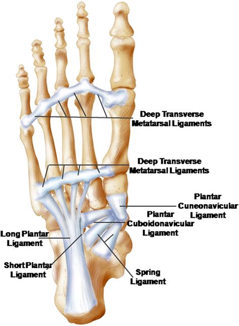 The foot core system: a new paradigm for understanding intrinsic foot ...