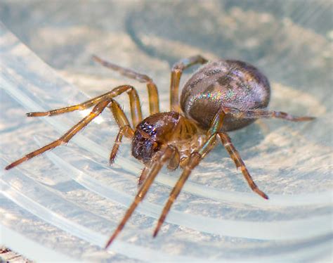 Broad Faced Sac Spider? - Amaurobius ferox - BugGuide.Net