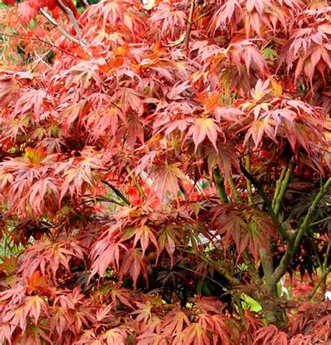 Acer palmatum ' Oregon Sunset ' Dwarf Japanese Maple Tree - Kigi Nursery