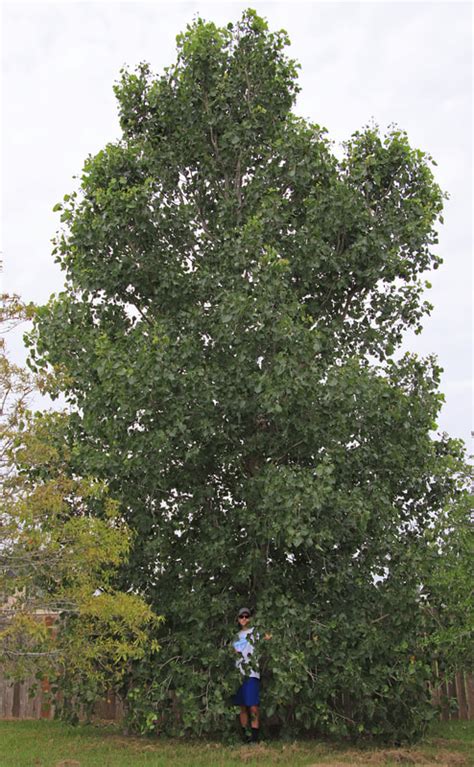 Eastern Cottonwood tree - Southern Native Trees