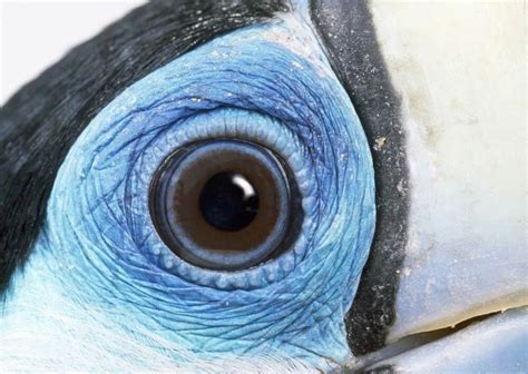 Red-billed Toucan, close-up of eye. (Photo: John Daniels/Caters News) | Photos of eyes ...