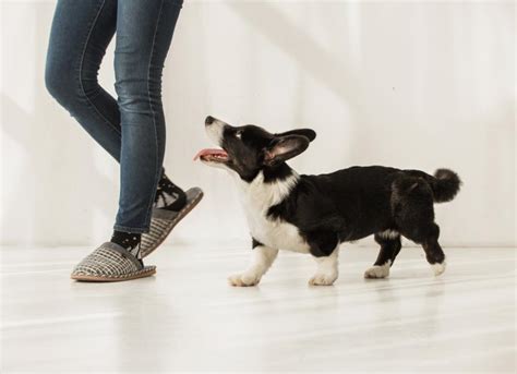 Why Does My Dog Follow Me Everywhere? | PetMD