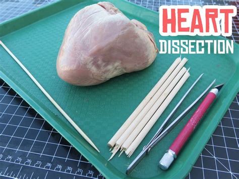 Heart Dissection | Dissection, Human circulatory system, Human body unit