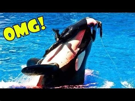 Killer Whale nearly kills experienced trainer at SeaWorld - YouTube