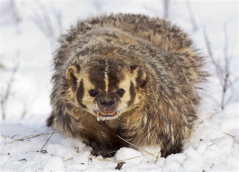 American badger - Alchetron, The Free Social Encyclopedia