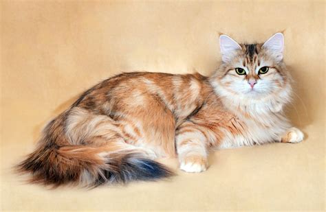 36 HQ Images Golden Tabby Siberian Cat : Siberian Cat Breed Information Pictures Characteristics ...