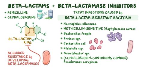 Beta Lactam Antibiotics Mechanism Of Action