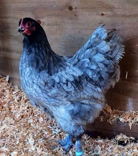 The Sapphire Gem Chicken: What You Need To Know? | Beautiful chickens ...