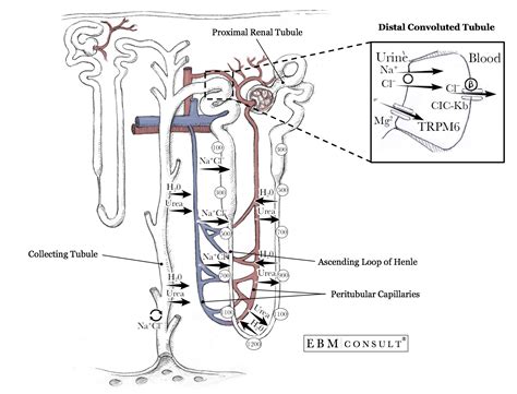 Distal Convoluted Tubule Diagram