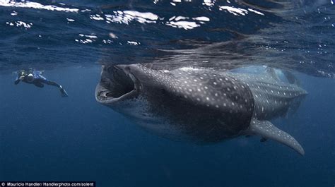 Le plongeur qui fut presque avalé par un requin baleine - Plongeurs