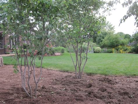 Garden Design Update: View Through A Copse