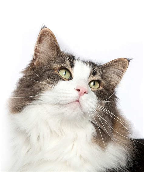 Norwegian Forest Cat Colors – An Amazing Array of Beautiful Shades