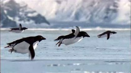 File:Flying-penguins.png - Wikipedia