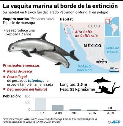 El hábitat de la vaquita marina en México está en peligro