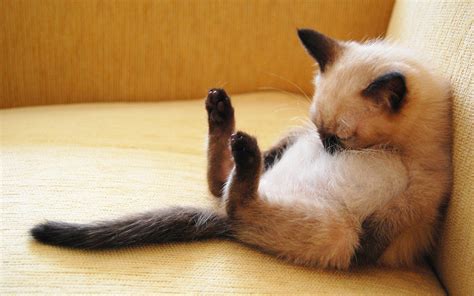 What Cat Sleeping Positions Say About Your Feline