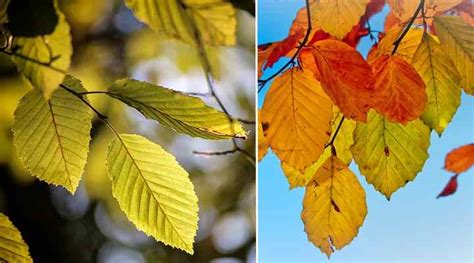 Beech Trees: Types, Leaves, Bark — Identification Guide (Pictures) » Golden Spike Company