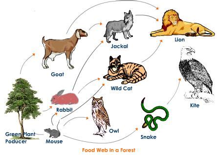 Role of Volcano Rabbit in Food Web - Volcano rabbit