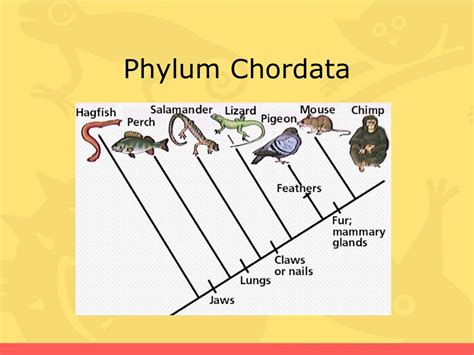 PPT - Phylum Chordata PowerPoint Presentation, free download - ID:2276310