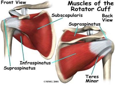 Rotator cuff muscles