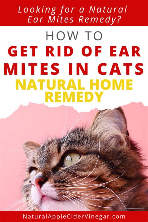 Best Treatment For Ear Mites In Cats