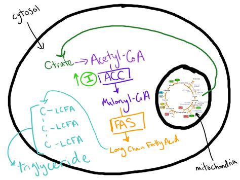 Lipid and Carbohydrate Metabolism: The Management of Chronic Disease: The Randle Cycle: Wrong or ...