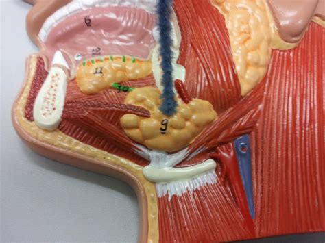 Level 29 - Digestive system - Anatomy and Physiology II - Memrise