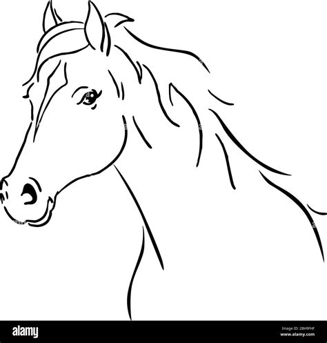 Horse sketch hi-res stock photography and images - Alamy