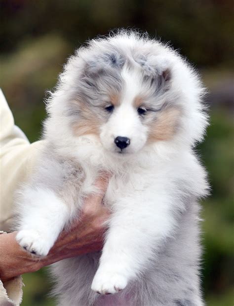 Laureate “Bernadette” | Shetland sheepdog puppies, Cute dogs breeds, Sheltie puppy