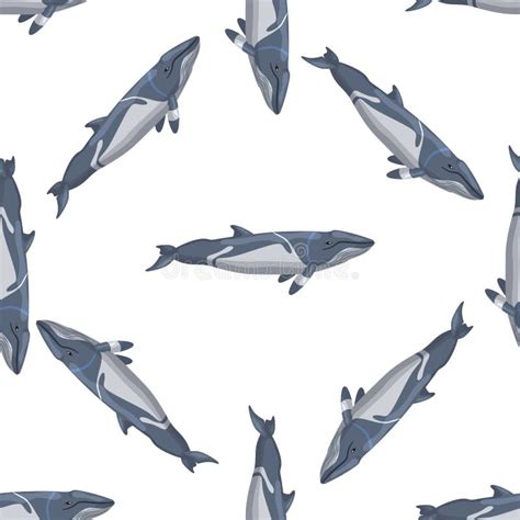 Seamless Pattern Lesser Rorqual on White Background. Template of Cartoon Character of Ocean for ...